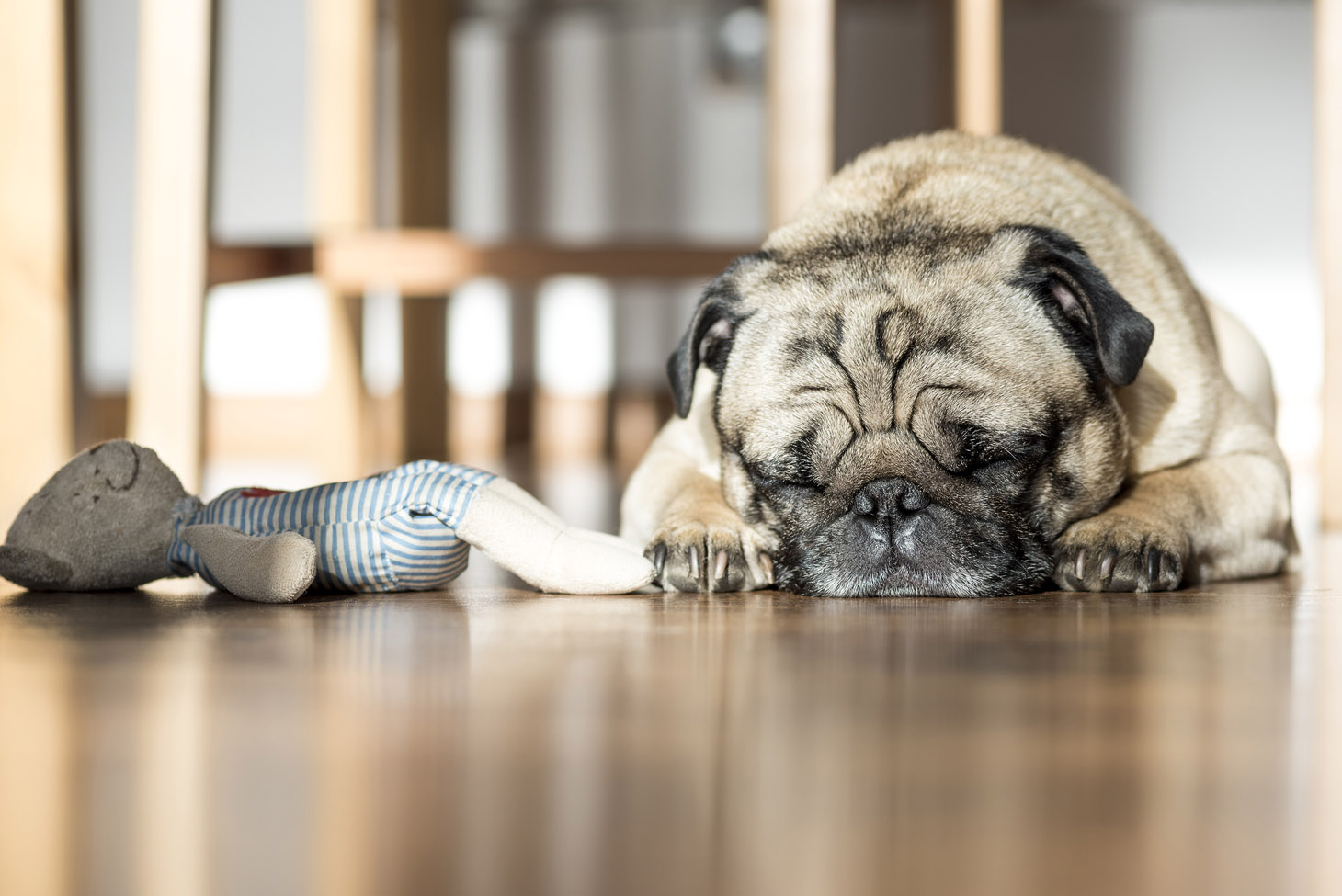 sleepy-dog