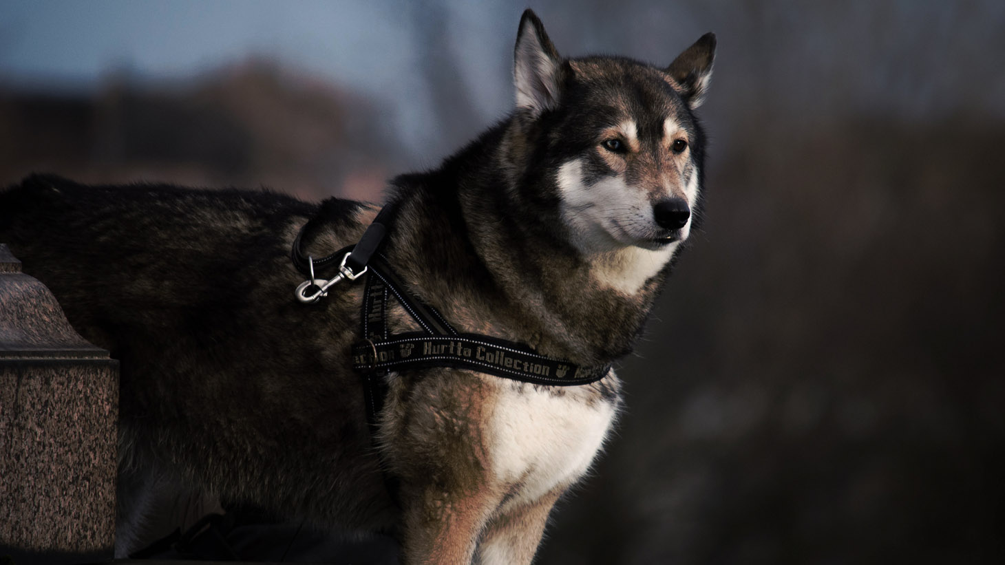dog