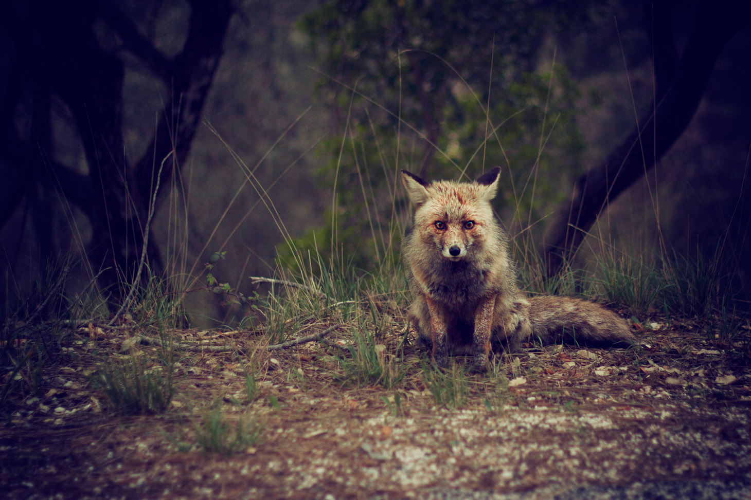 fox